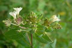 Leptodermis kumaonensis